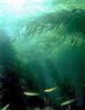 sea kelp